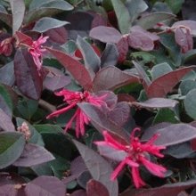 Loropetalum Burgundy Std Picture of Loropetalum Burgundy Std (3226)