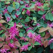 Loropetalum China Pink Std 70cm Picture of Loropetalum China Pink Std 70cm (8839)