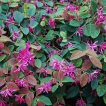 Loropetalum China Pink Picture of Loropetalum China Pink (3227)