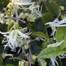 Loropetalum Chinensis Picture of Loropetalum Chinensis (3228)