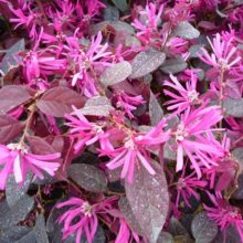 Loropetalum Firedance Picture of Loropetalum Firedance (7193)