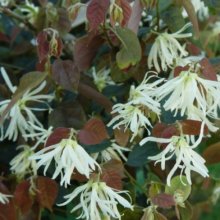 Loropetalum Iceberry Picture of Loropetalum Iceberry (7973)