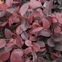 Loropetalum Plum Delight Picture of Loropetalum Plum Delight (3229)