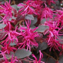 Loropetalum Plum Gorgeous Picture of Loropetalum Plum Gorgeous (9732)