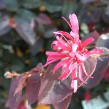 Picture of Loropetalum Zar De Doo (11496)