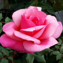 Picture of Lorraine Lee Clg-Rose (3231)