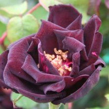 Picture of Louis XIV-Rose (3234)