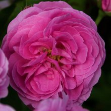 Picture of Louise Odier-Rose (3236)