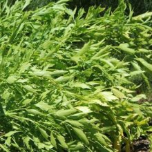 Lovage Picture of Lovage (8977)