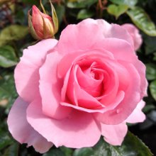 Love Always Std 80cm-Rose Picture of Love Always Std 80cm-Rose (7890)