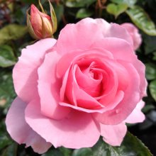 Love Always-Rose Picture of Love Always-Rose (7030)