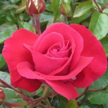 Love Bug-Rose Picture of Love Bug-Rose (11818)