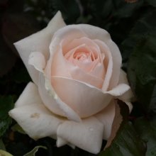 Love Me Do Std 80cm-Rose Picture of Love Me Do Std 80cm-Rose (3238)
