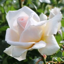 Love Me Do-Rose Picture of Love Me Do-Rose (3237)