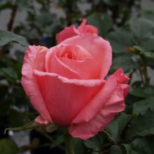 Lovely Lady-Rose Picture of Lovely Lady-Rose (3241)