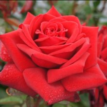 Loving Memory Std 80cm Single Bud-Rose Picture of Loving Memory Std 80cm Single Bud-Rose (31111)
