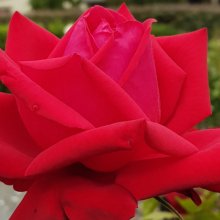 Loving Memory Std 80cm-Rose Picture of Loving Memory Std 80cm-Rose (3244)
