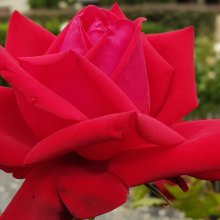Loving Memory-Rose Picture of Loving Memory-Rose (3243)