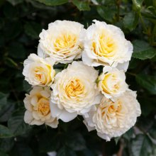 Picture of Lucky Charm-Rose (29404)