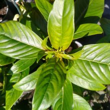 Picture of Luculia Fragrant Pearl (29973)