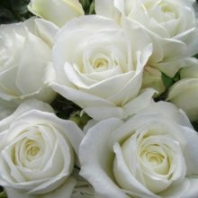 Luminis Std 80cm-Rose Picture of Luminis Std 80cm-Rose (7892)