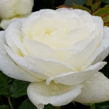 Luminis-Rose Picture of Luminis-Rose (6794)