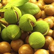 Picture of Macadamia Nelmak (28475)