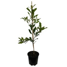 Picture of Macadamia TM2 (29114)