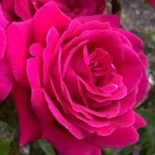 Magnifi Scent-Rose Picture of Magnifi Scent-Rose (11328)