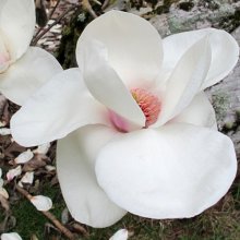 Magnolia Ab Fab Picture of Magnolia Ab Fab (30755)