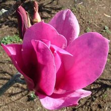 Magnolia Amethyst Flame Picture of Magnolia Amethyst Flame (3271)