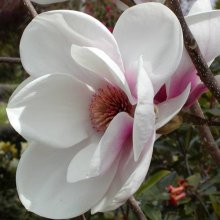 Magnolia Athene Picture of Magnolia Athene (3269)