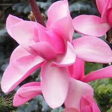Magnolia Aurora Picture of Magnolia Aurora (3272)