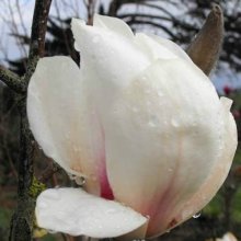 Magnolia Billowing Cloud Picture of Magnolia Billowing Cloud (7055)