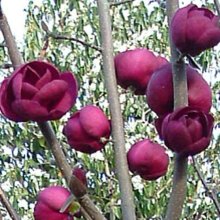 Magnolia Black Tulip Picture of Magnolia Black Tulip (3273)