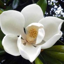 Picture of Magnolia Blanchard (5843)