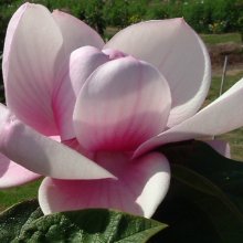 Magnolia Brixton Belle Picture of Magnolia Brixton Belle (3274)