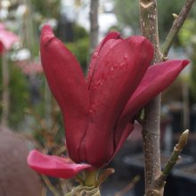 Magnolia Burgundy Star Picture of Magnolia Burgundy Star (3276)
