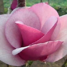 Magnolia Cameo Picture of Magnolia Cameo (7724)