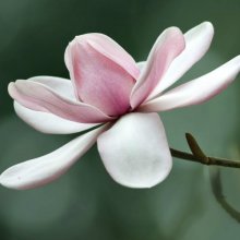 Magnolia Charles Raffill Picture of Magnolia Charles Raffill (3283)