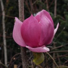 Magnolia Cleopatra Picture of Magnolia Cleopatra (6350)