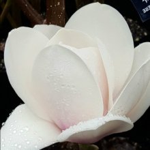 Magnolia David Clulow Picture of Magnolia David Clulow (3286)
