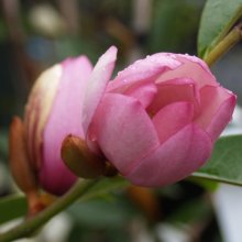 Picture of Magnolia Fairy Blush (3464)