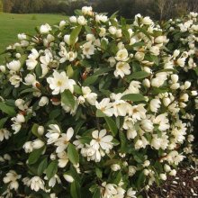 Picture of Magnolia Fairy Cream (7831)