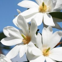 Picture of Magnolia Fairy White (7832)