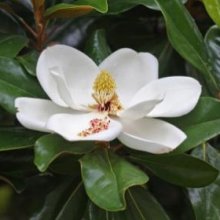 Picture of Magnolia Ferruginea (3293)