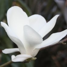 Magnolia Gere Picture of Magnolia Gere (3285)