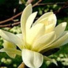 Magnolia Gold Star Picture of Magnolia Gold Star (3305)