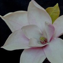 Magnolia Heaven Scent Picture of Magnolia Heaven Scent (3311)