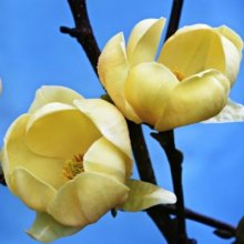 Magnolia Honey Tulip Picture of Magnolia Honey Tulip (8030)